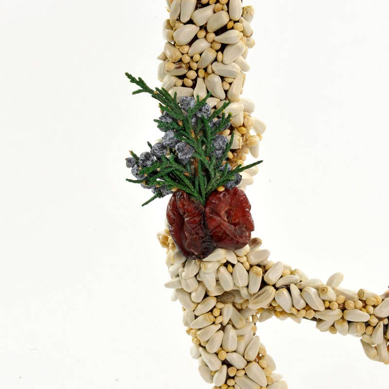 Seed Angel