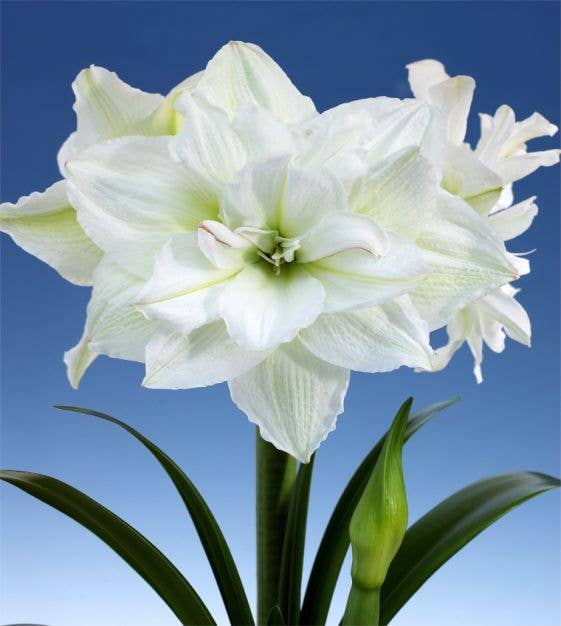 Double White Flower Gold Lacquer Splatter 36+ 18 bulbs/crate