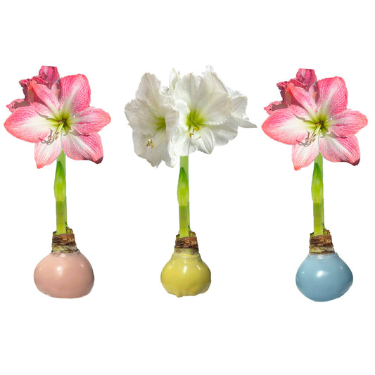 Pastel Trio Mixed Wax Crate 36cm+ 18 Bulbs/Crate