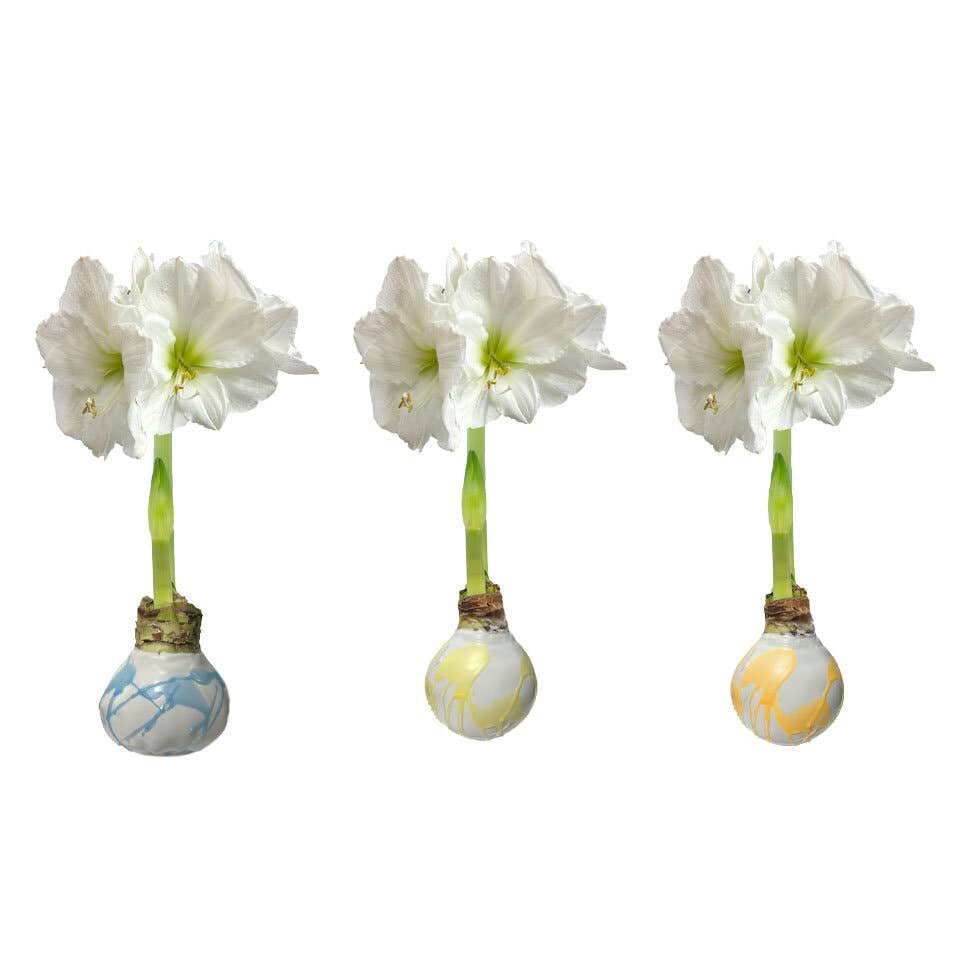 Pastel Trio Mixed Splatter Wax Amaryllis Bulbs