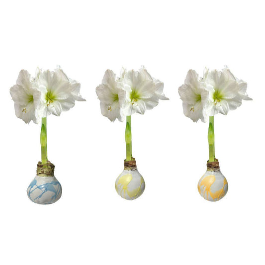 Pastel Trio Mixed Splatter Wax Amaryllis Bulbs