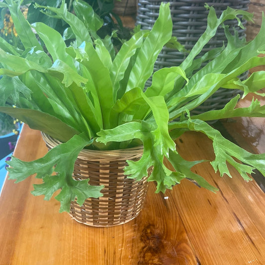 Birds Nest Fern