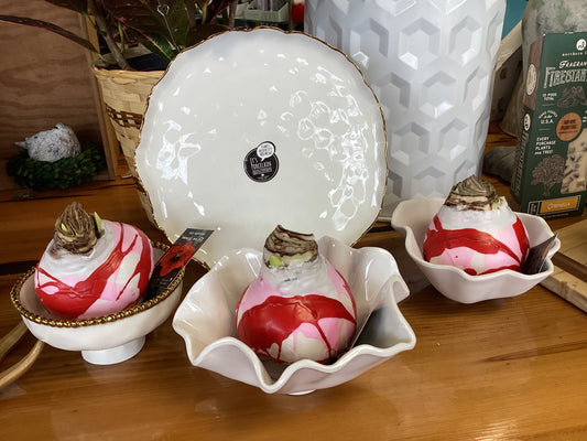 Valentine Amaryllis