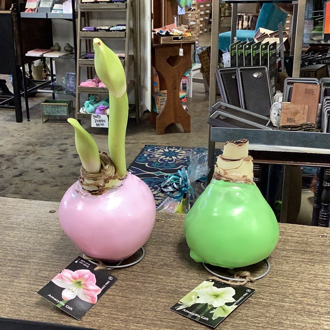 Large Amaryllis Bulbs