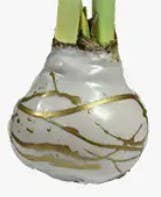 Double White Flower Gold Lacquer Splatter 36+ 18 bulbs/crate