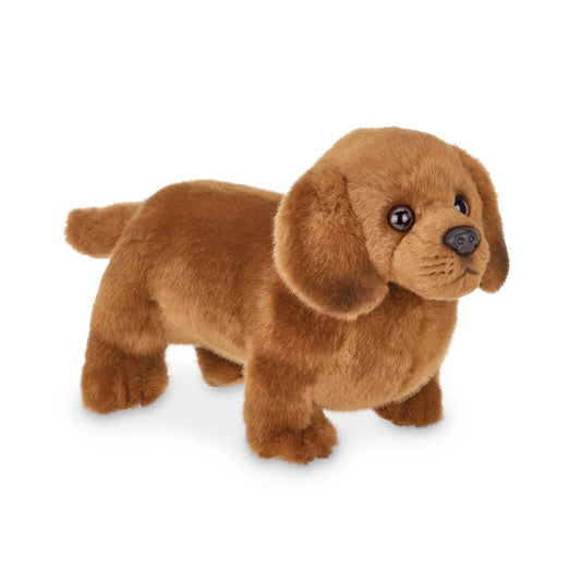 Frankie the Daschund